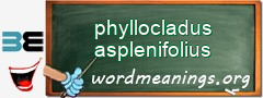WordMeaning blackboard for phyllocladus asplenifolius